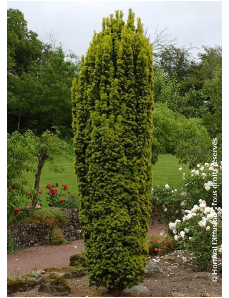 TAXUS baccata FASTIGIATA AUREA