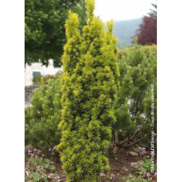 TAXUS baccata FASTIGIATA AUREA