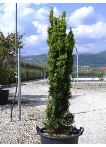 TAXUS baccata FASTIGIATA AUREA