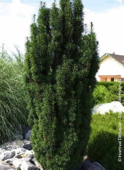 TAXUS baccata FASTIGIATA