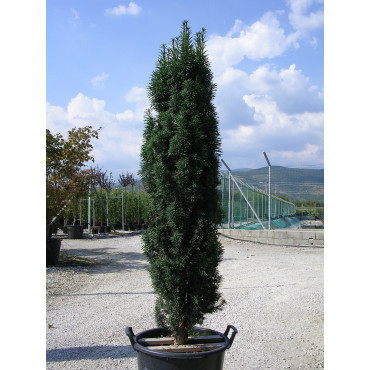 TAXUS baccata FASTIGIATA