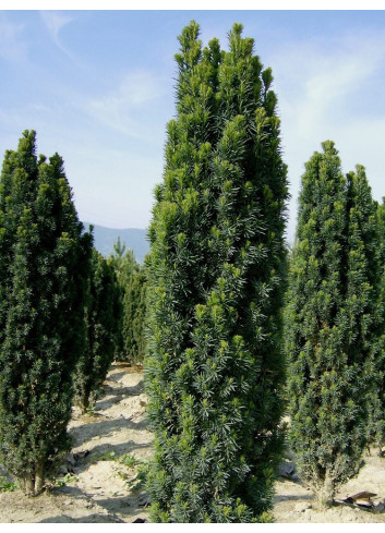 TAXUS baccata FASTIGIATA