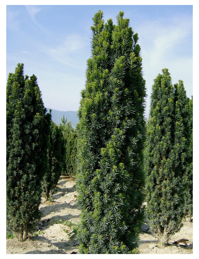 TAXUS baccata FASTIGIATA