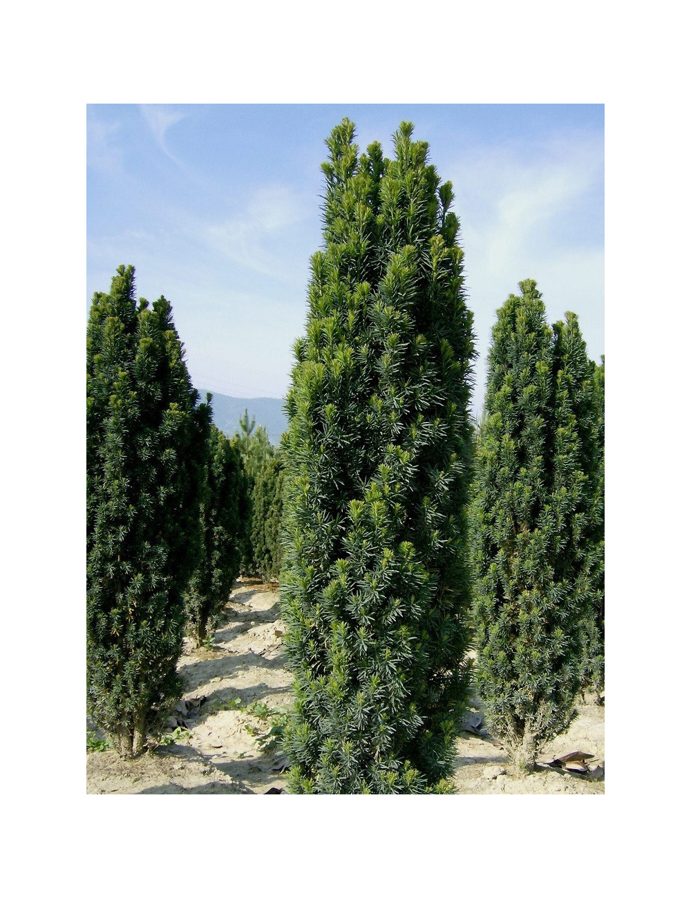 TAXUS baccata FASTIGIATA