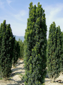 TAXUS baccata FASTIGIATA