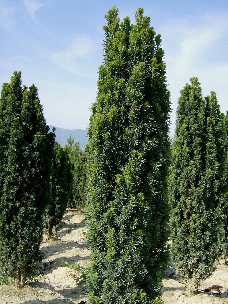 TAXUS baccata FASTIGIATA