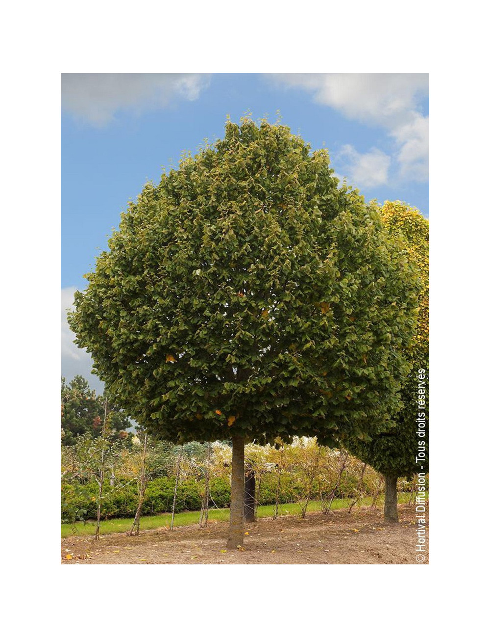 TILIA platyphyllos RUBRA