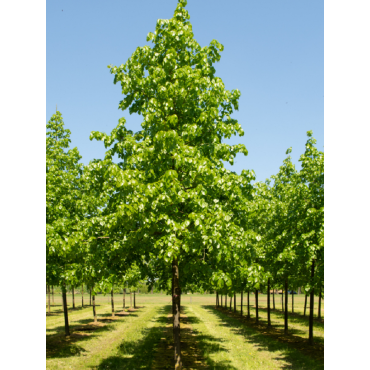 TILIA europaea EUCHLORA