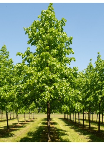 TILIA europaea EUCHLORA