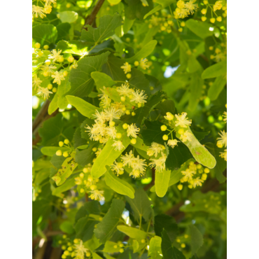 TILIA europaea EUCHLORA