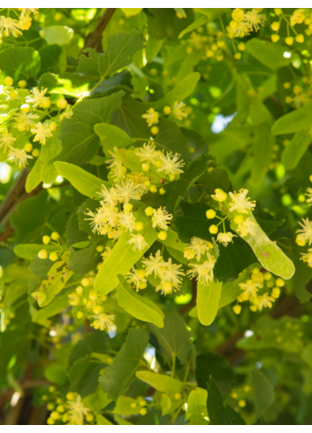 TILIA europaea EUCHLORA