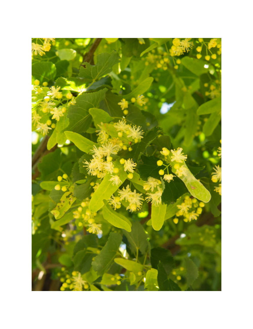 TILIA europaea EUCHLORA