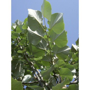 TILIA tomentosa