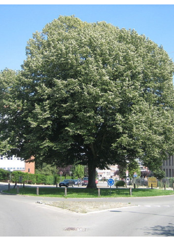 TILIA tomentosa