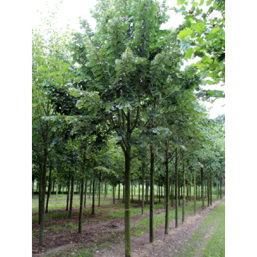 TILIA tomentosa