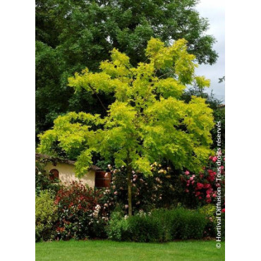 ROBINIA pseudoacacia FRISIA