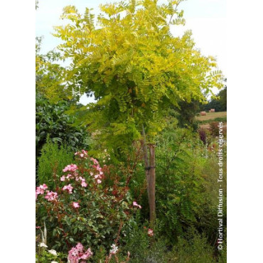 ROBINIA pseudoacacia FRISIA