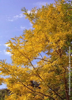 ROBINIA pseudoacacia FRISIA