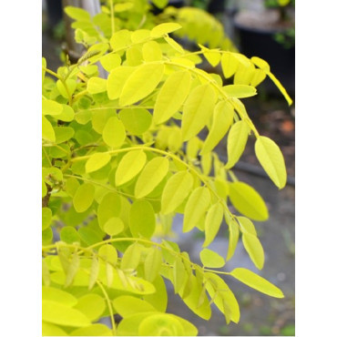 ROBINIA pseudoacacia FRISIA