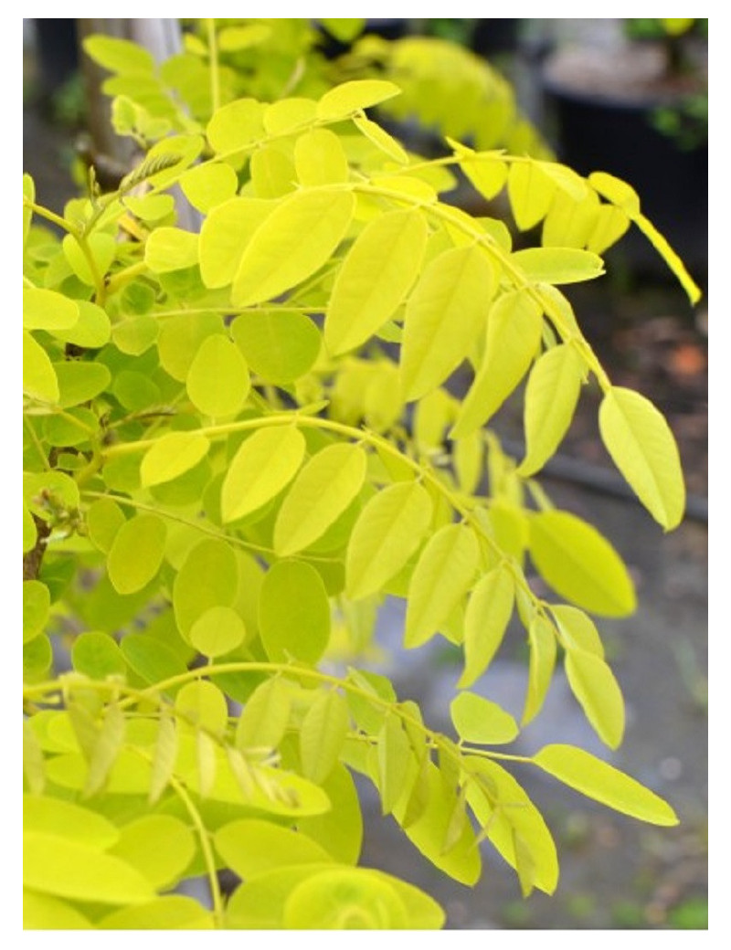 ROBINIA pseudoacacia FRISIA