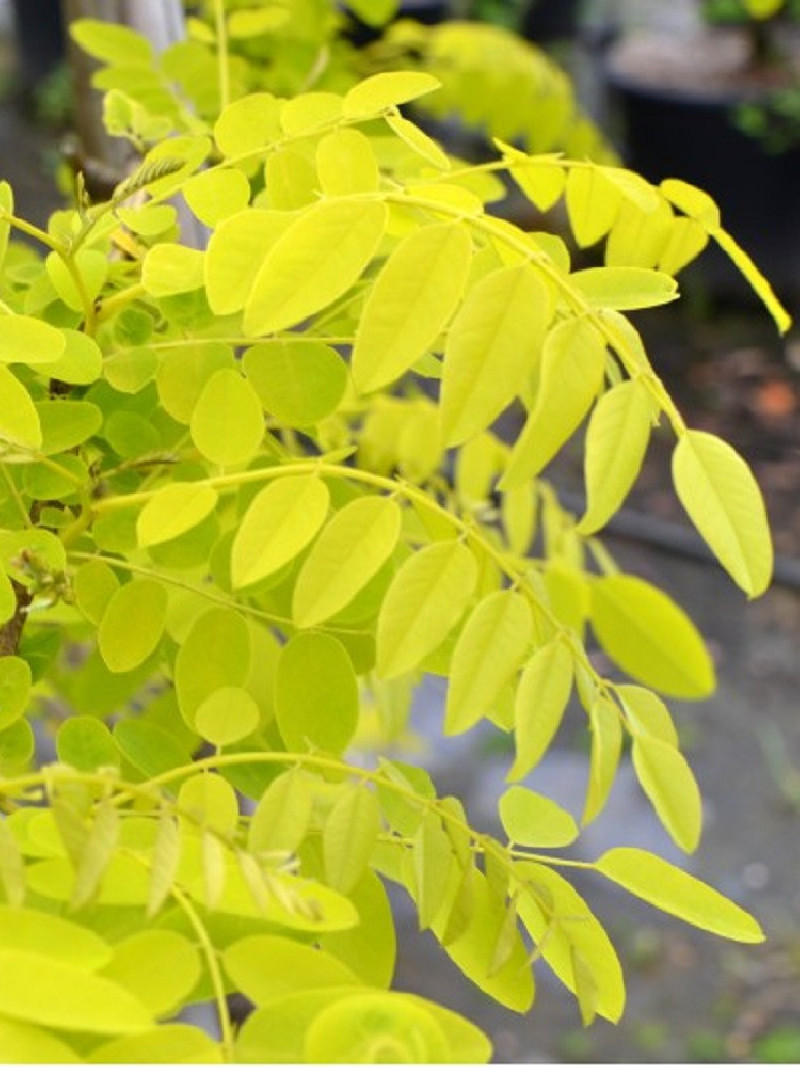 ROBINIA pseudoacacia FRISIA
