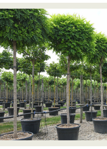 ROBINIA pseudoacacia UMBRACULIFERA En pot de 70-90 litres forme tige hauteur du tronc 180-200 cm