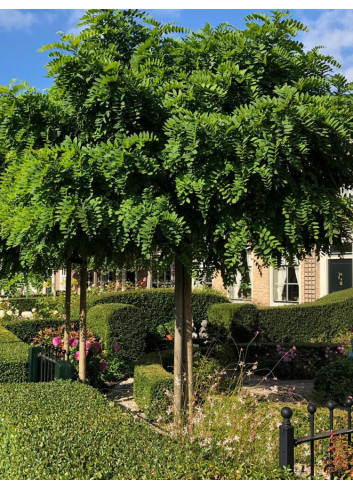 ROBINIA pseudoacacia UMBRACULIFERA