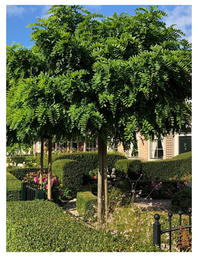 ROBINIA pseudoacacia UMBRACULIFERA