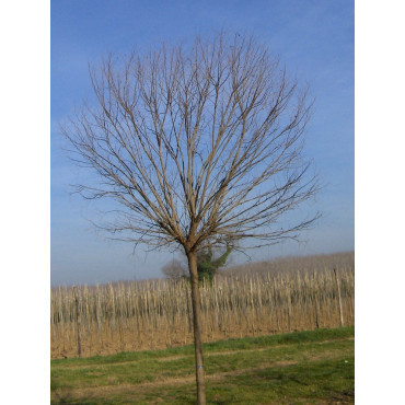 ROBINIA pseudoacacia UMBRACULIFERA