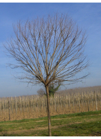 ROBINIA pseudoacacia UMBRACULIFERA