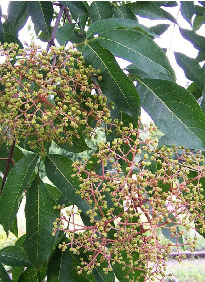 EUODIA daniellii ou Tetradium daniellii var. hupehensis