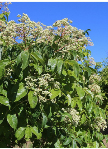 EUODIA daniellii ou Tetradium daniellii var. hupehensis