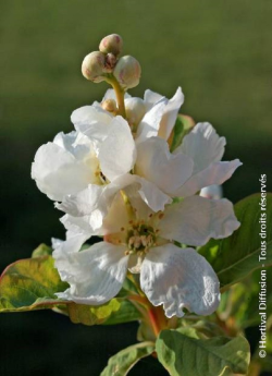arbre-aux-perles-snow-white-exochorda-serratifolia-snow-white-2.jpg
