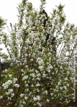 arbre-aux-perles-snow-white-exochorda-serratifolia-snow-white-1.jpg
