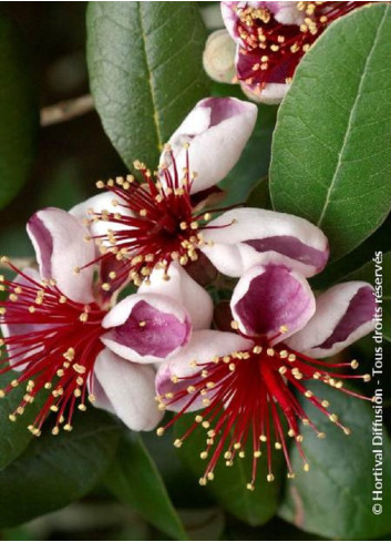 FEIJOA sellowiana