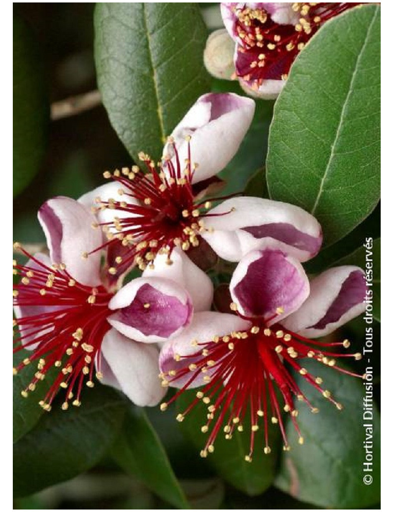 FEIJOA sellowiana