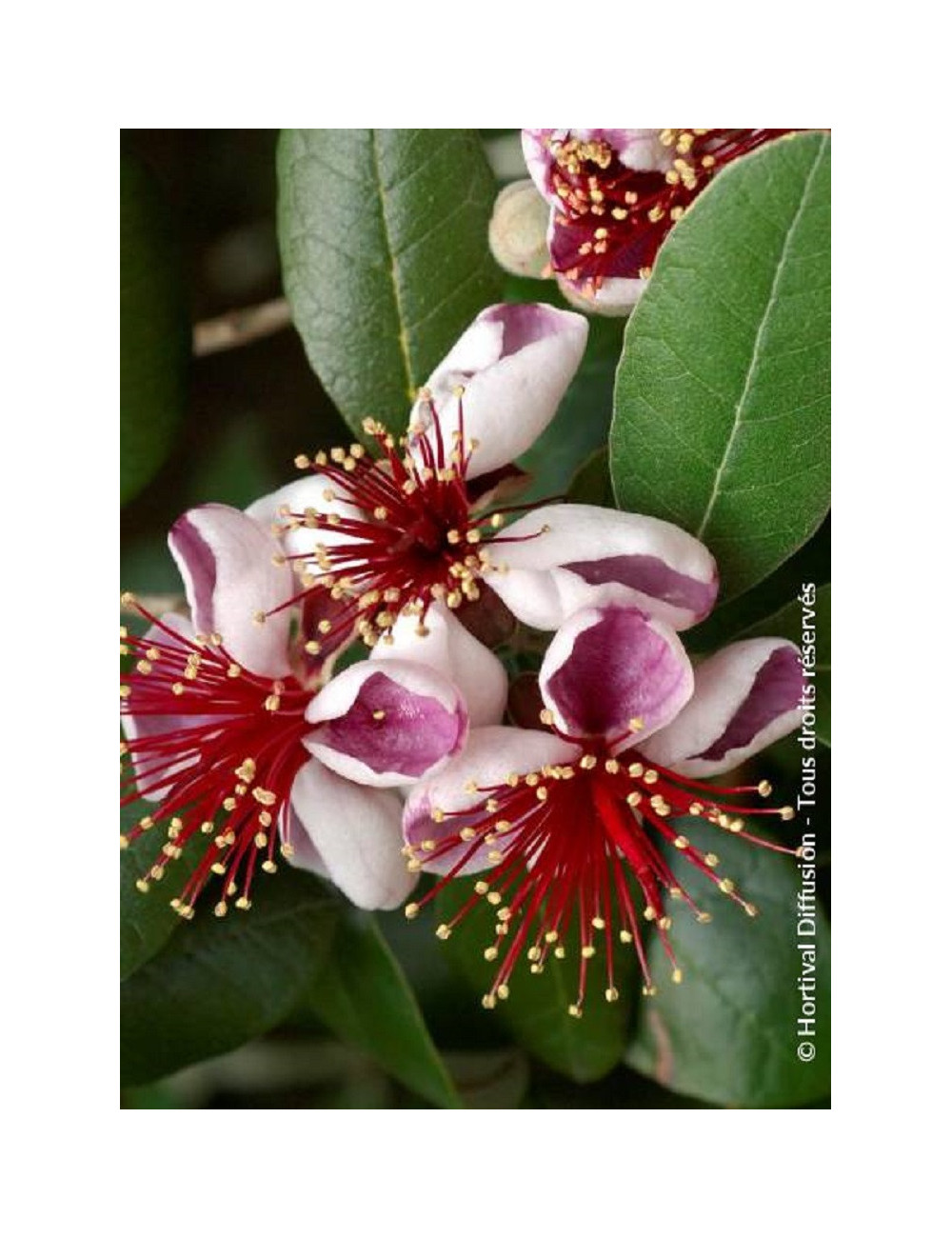 FEIJOA sellowiana