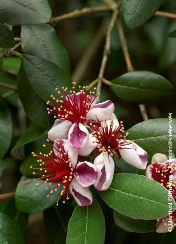 FEIJOA sellowiana