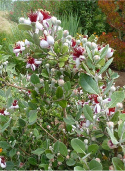 FEIJOA sellowiana