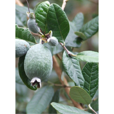 FEIJOA sellowiana