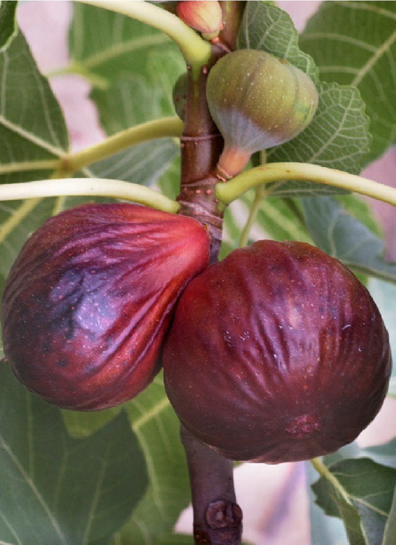 FIGUIER GRISE DE TARASCON