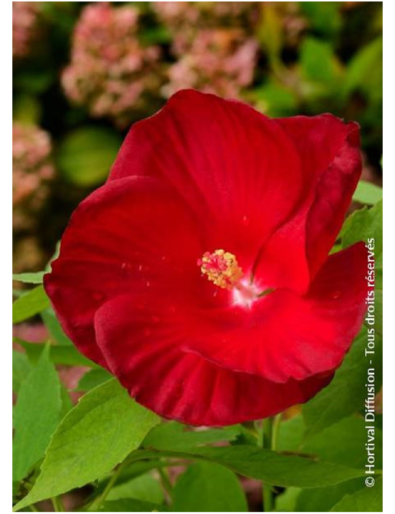 HIBISCUS moscheutos ROUGE HIBISCUS moscheutos ROUGE
