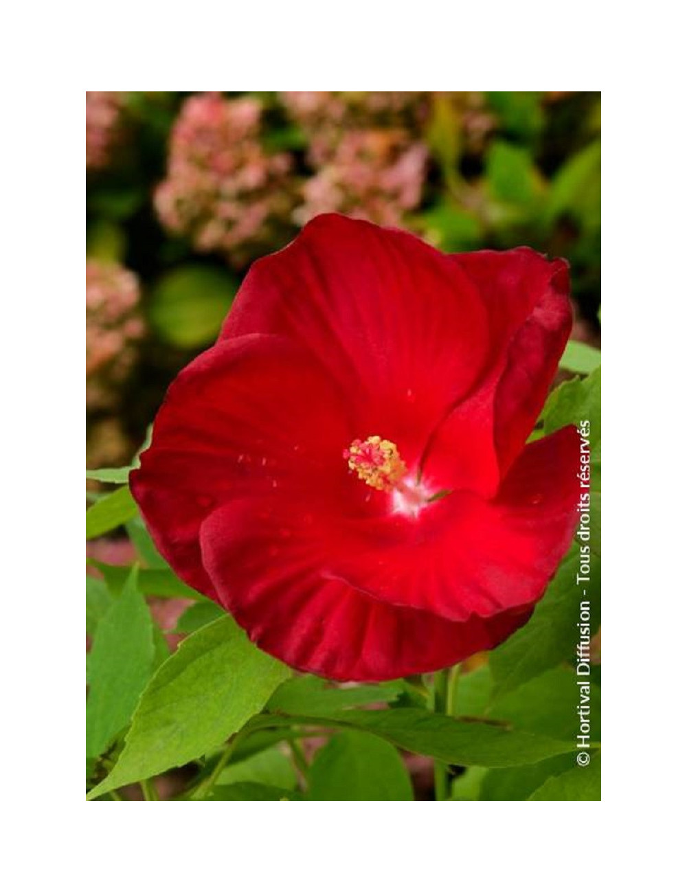 HIBISCUS moscheutos ROUGE