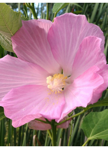 HIBISCUS moscheutos ROSE