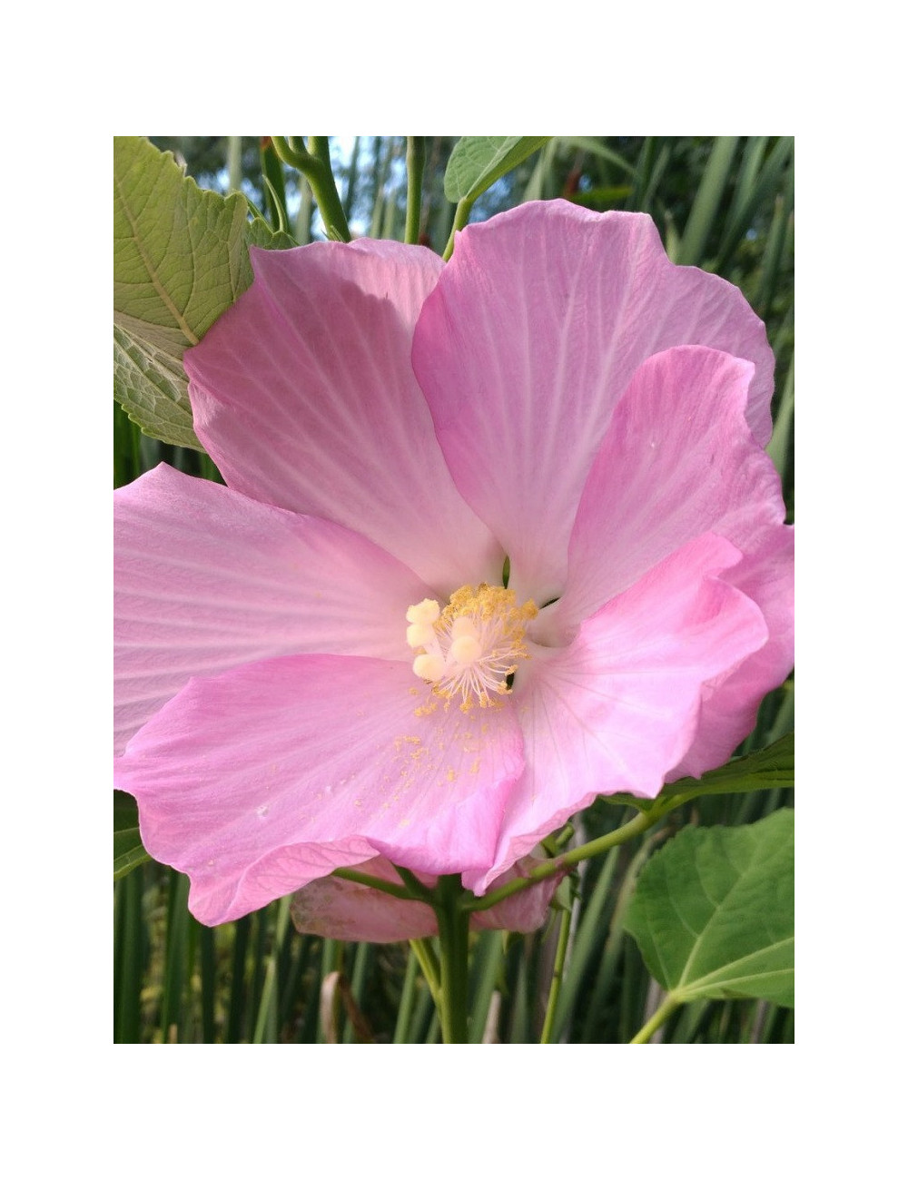HIBISCUS moscheutos ROSE