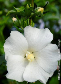althea-eleonore-hibiscus-syriacus-eleonore-1.jpg