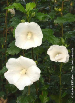 calthea-eleonore-hibiscus-syriacus-eleonore-1.jpg