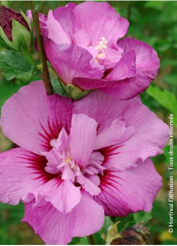 HIBISCUS syriacus ERUPTION