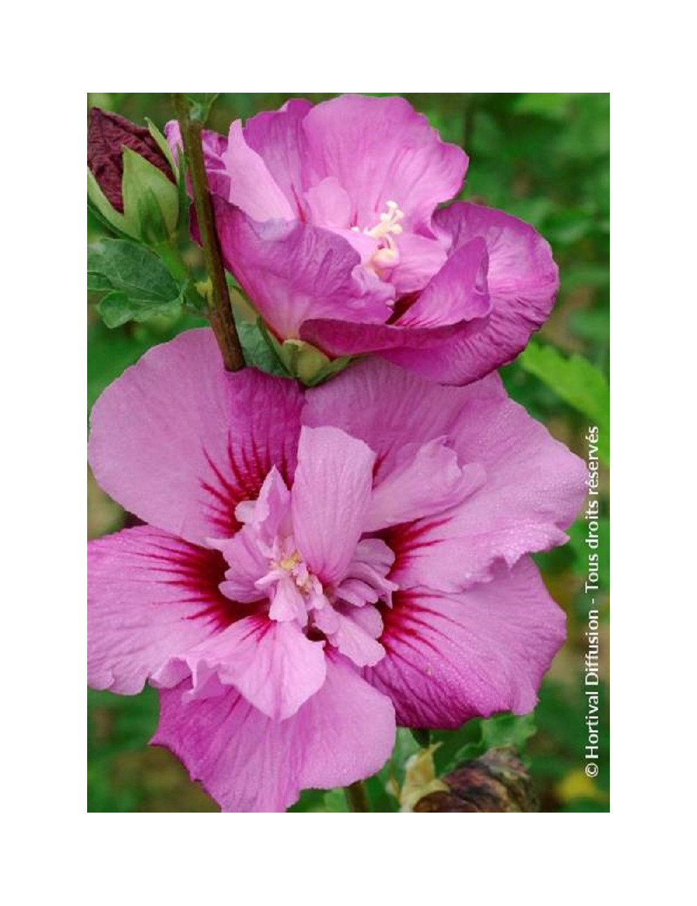 HIBISCUS syriacus ERUPTION