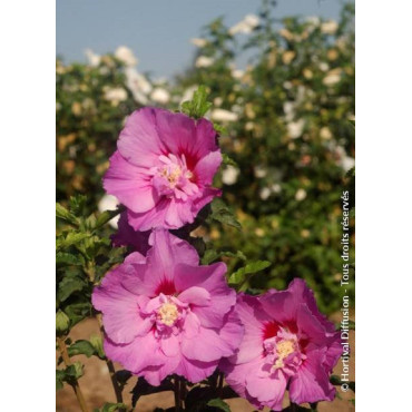 HIBISCUS syriacus ERUPTION